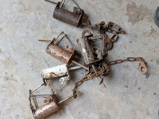 Used Duke, dog proof raccoon traps DukeDP