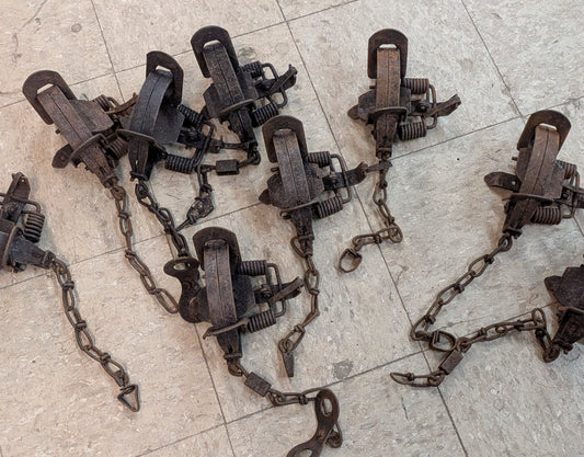 Used Victor 1.75 coil spring traps, coyote, bobcat, fox etc. UVic1.75