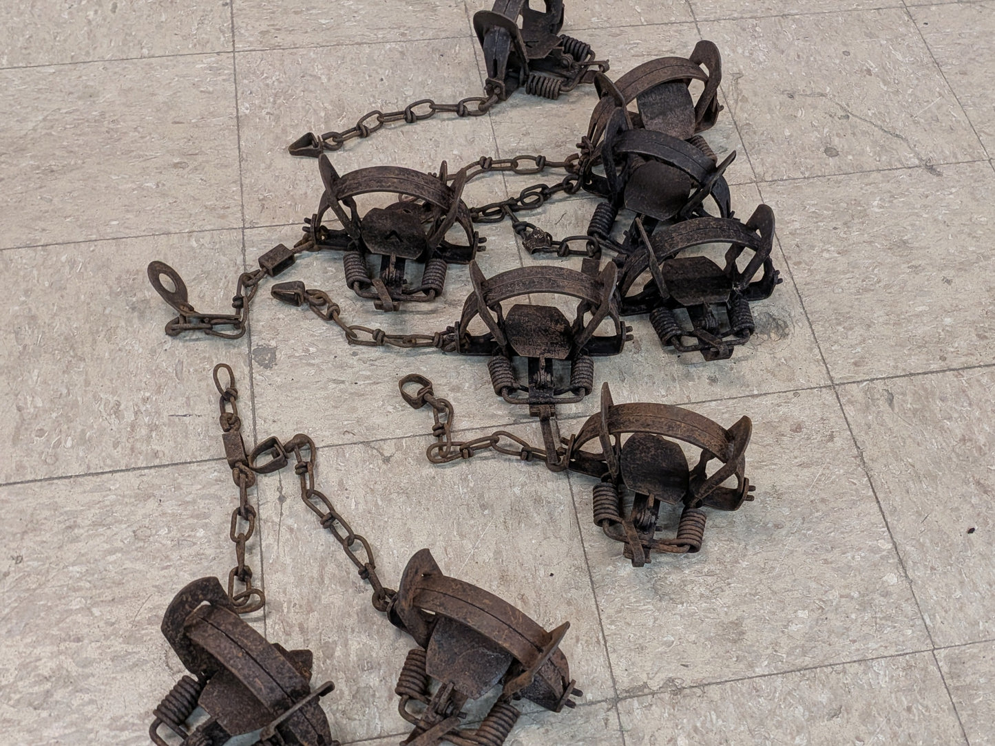 Used Victor 1.75 coil spring traps, coyote, bobcat, fox etc. UVic1.75