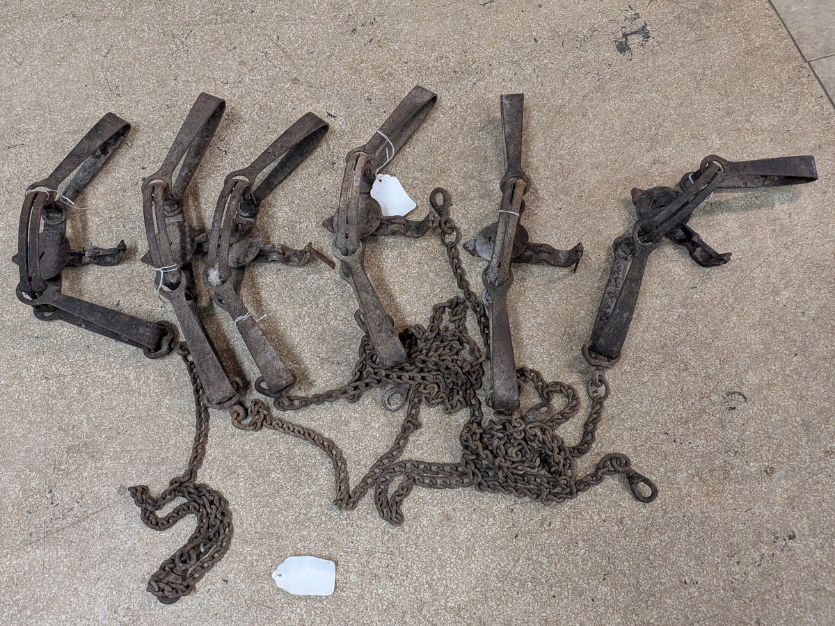 Victor 3N Traps, coyote, bobcat, excellent condition (3N)