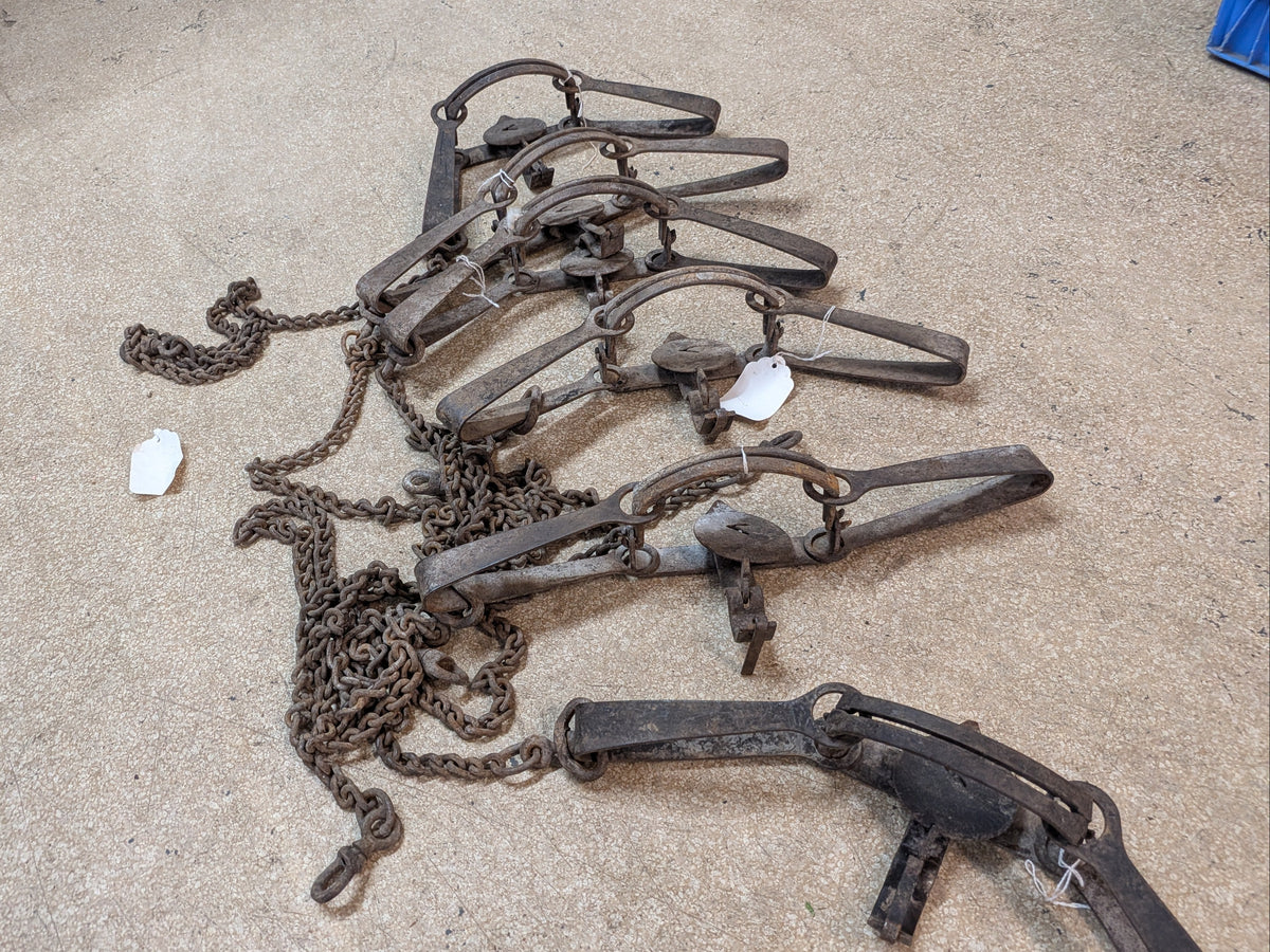 Victor 3N Traps, coyote, bobcat, excellent condition (3N)