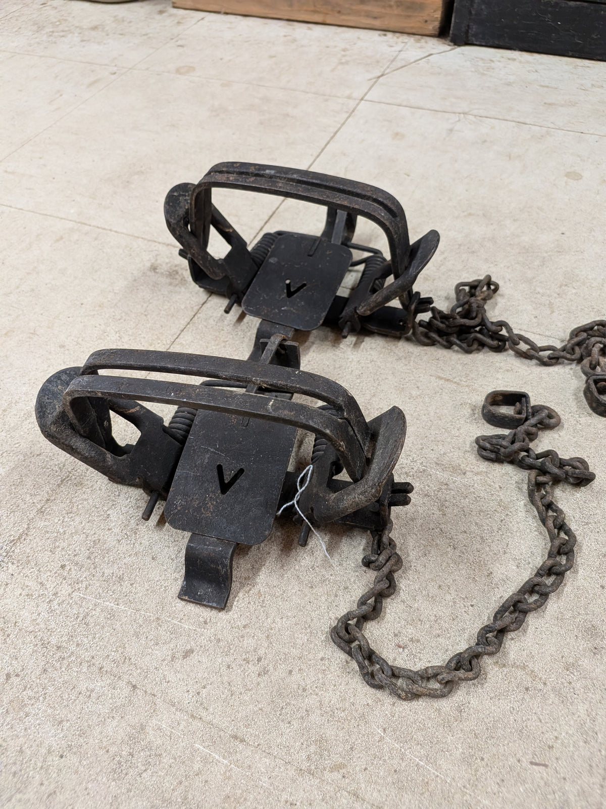 Two Victor #4 Coil Spring Traps, Offset (2vic#4os)