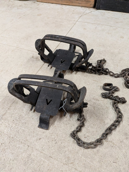 Two Victor #4 Coil Spring Traps, Offset (2vic#4os)